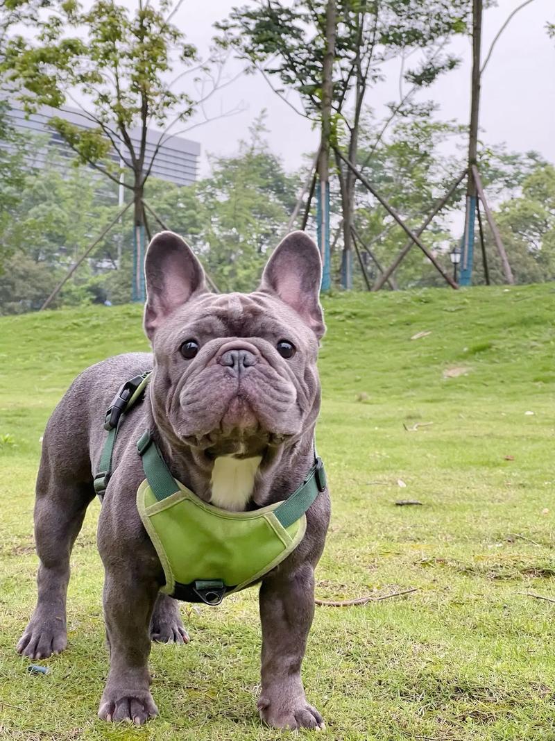 抖音爆红斗牛犬打呼噜萌翻全网网友直呼太治愈  