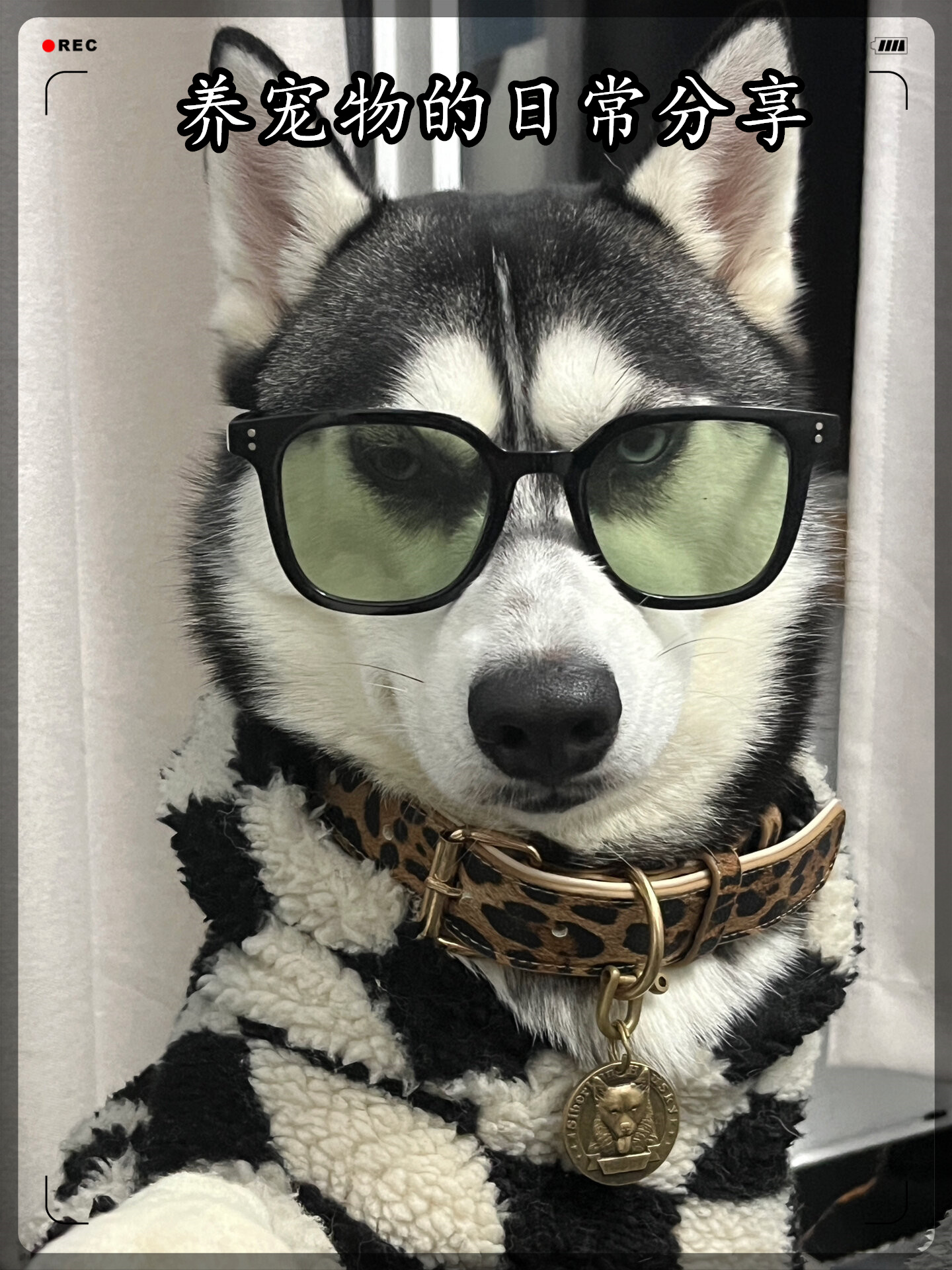 哈士奇眼镜选购指南与护理技巧  