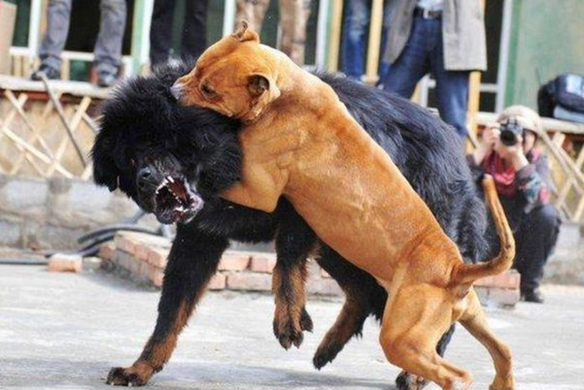 藏獒咬死斗牛犬视频引争议 动物保护与饲养责任成焦点  