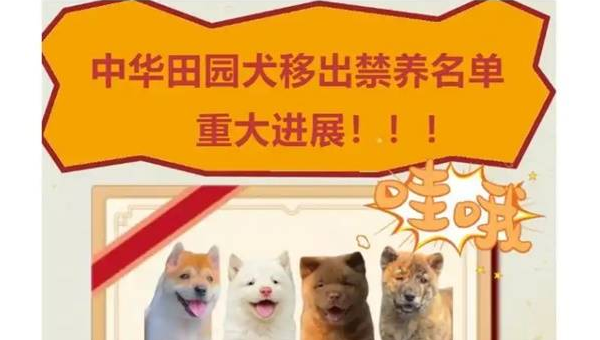 长沙禁养土狗新规下宠物主人的应对策略