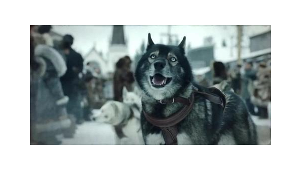 雪橇犬多哥:极地使命中的忠诚与勇气