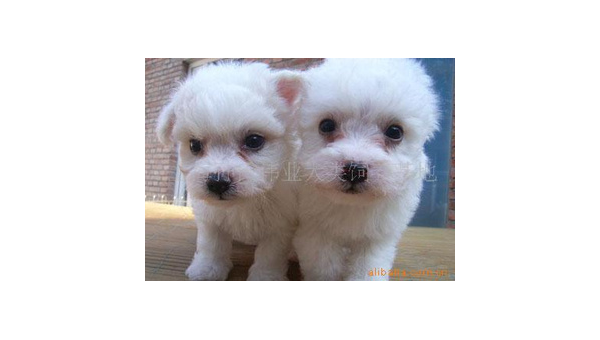 雪橇犬适合家养吗?揭秘饲养哈士奇与阿拉斯加的秘诀