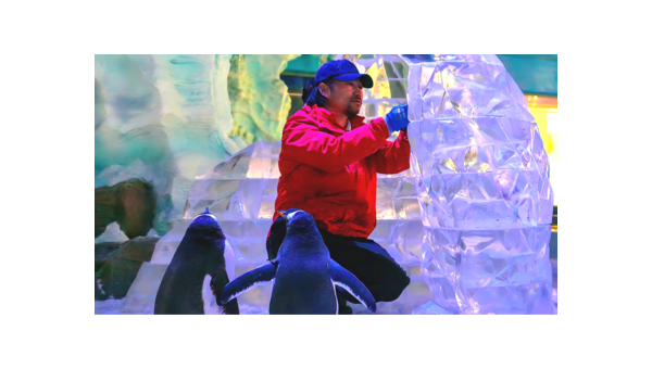 雪橇犬郑州行 冰原精灵闹中原