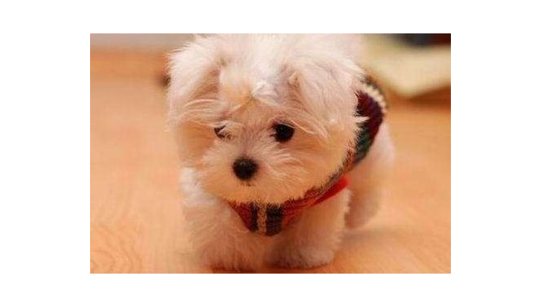 青岛柯基犬价格指南:幼犬售价与选购建议