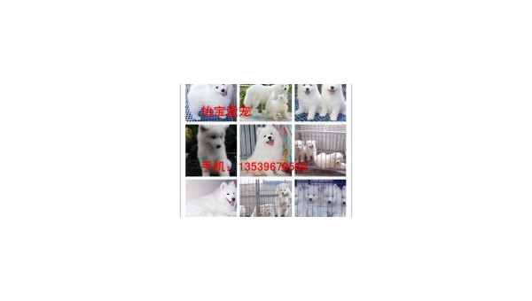 汕头萨摩耶幼犬价格指南及选购建议