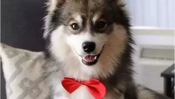 穿制服的哈士奇：当萌犬遇上职业装  