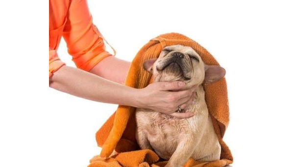 斗牛犬感冒发烧应对指南 