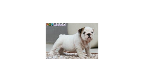 斗牛犬市场价格解析及选购指南  