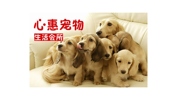 打造完美宠物生活：一站式宠物网站指南