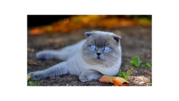 折耳猫价格指南：品种、血统与市场行情解析