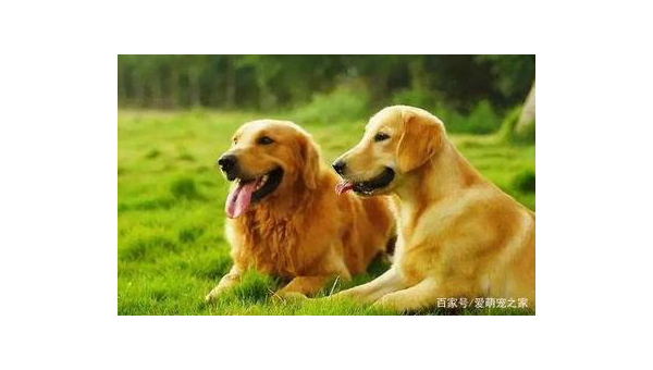 拉不拉多犬：忠诚友善的家庭伙伴