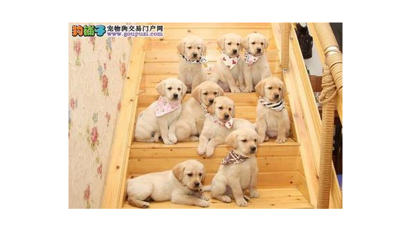 拉布拉多犬市场价格解析及选购指南