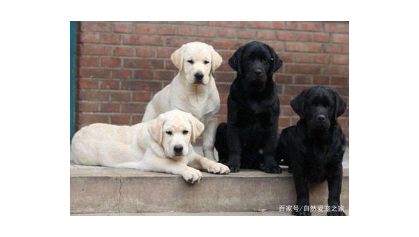 拉布拉多犬是否适合家庭饲养全面解析