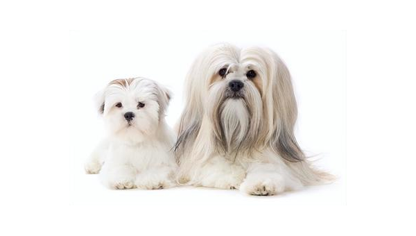 拉萨犬：高原上的忠诚卫士与家庭伴侣
