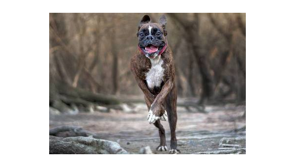 拳师犬：忠诚护卫与家庭伙伴的完美结合