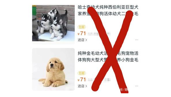 新手必看：买狗前的五大注意事项与实用指南