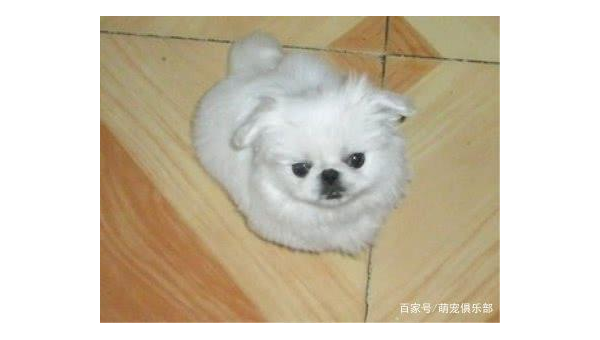 最适合家养的十种小型犬推荐
