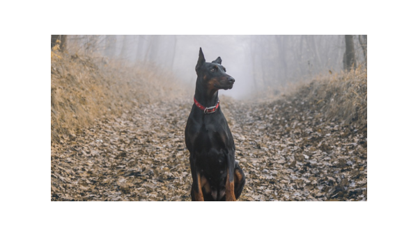 杜宾犬：忠诚护卫与优雅伴侣的完美结合