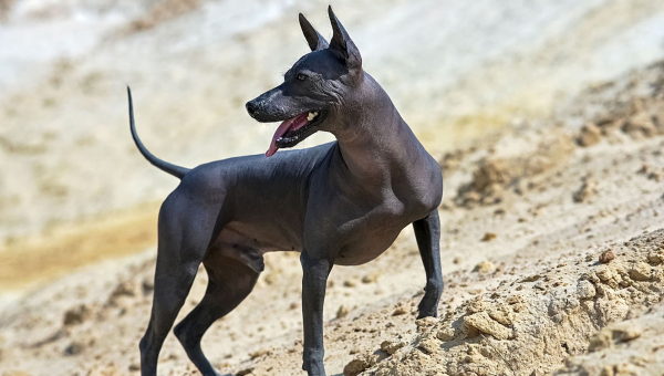 格力犬：速度与优雅并存的赛跑精灵