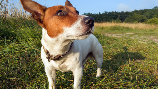 比格犬：活泼可爱的短腿猎犬