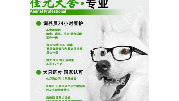 河北省纯种哈士奇市场价格及选购指南  