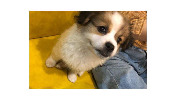 狐狸狗：聪明伶俐的犬界精灵