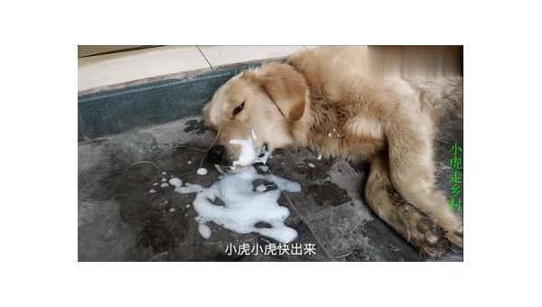 狗狗吐白沫原因分析与应对措施