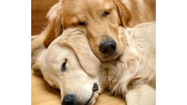 狗狗寿命揭秘如何让爱犬陪伴更长久