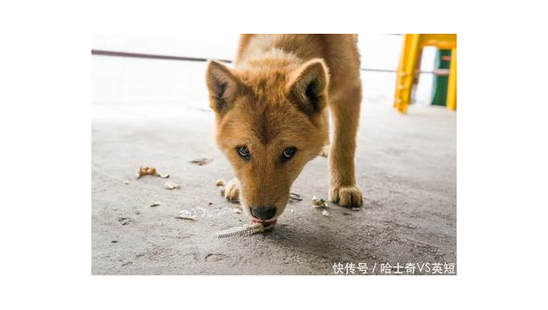狗狗寿命揭秘：影响爱犬长寿的关键因素