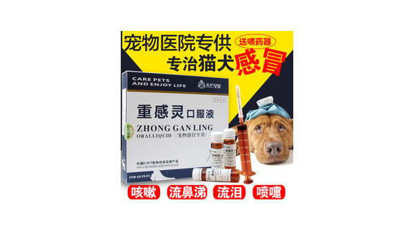 狗狗感冒了应该吃什么药 28字指南