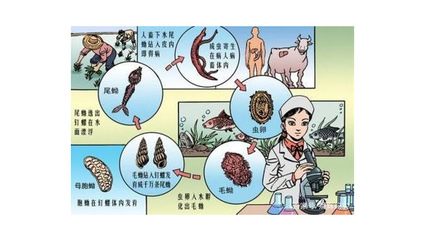 狗瘟的病因症状及防治措施全解析