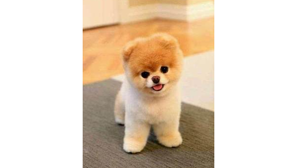 狗的寿命究竟有多长揭秘影响犬类寿命的关键因素