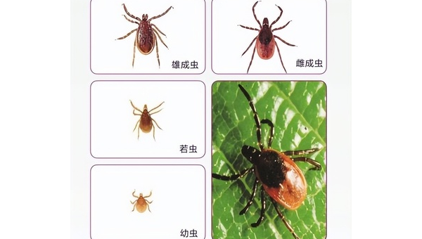 狗豆子的危害与防治方法全解析