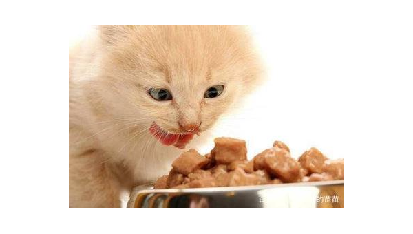 猫咪食欲不振的常见原因与应对方法