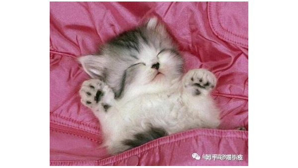 猫怀孕几个月生产全过程详解