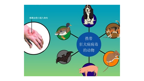 猫狂犬病症状识别与防护指南