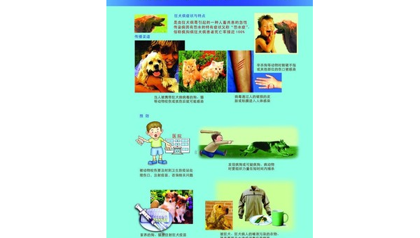 猫狂犬病的症状预防与应对措施