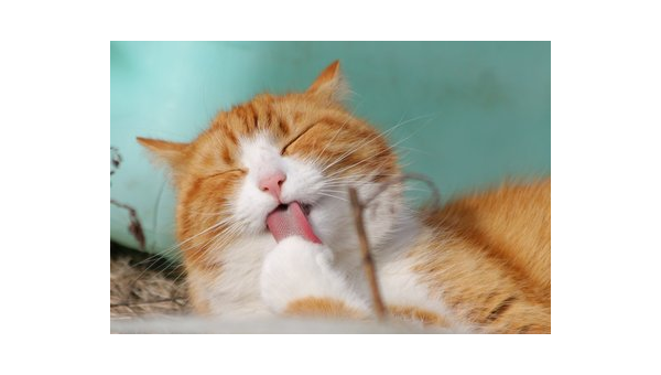 猫的寿命究竟有多长了解这些因素让爱猫更长寿