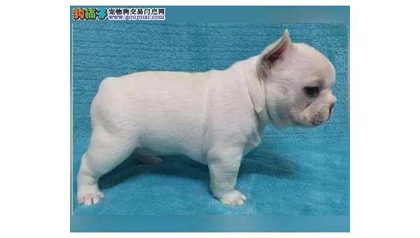 石家庄斗牛犬价格亲民 品质保障更省心  