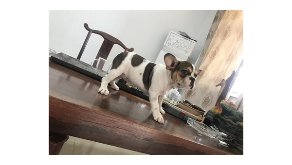 苏州饲养法国斗牛犬的全面指南  