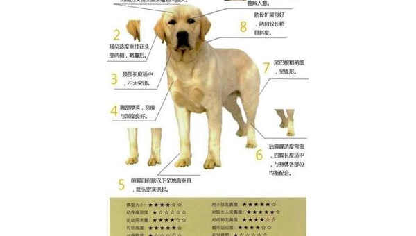 纯种拉布拉多犬的饲养指南与性格特点解析
