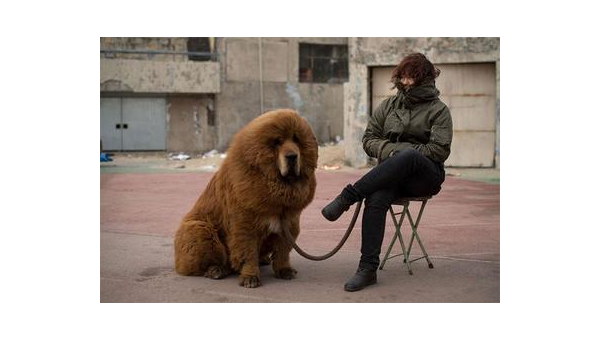 纽芬兰犬:温柔巨人的忠诚与力量