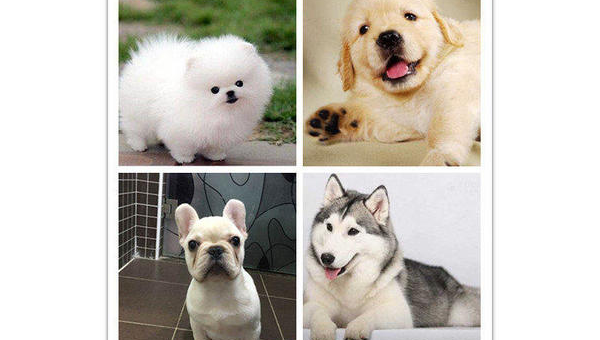 泰州精品哈士奇幼犬健康活泼待售  