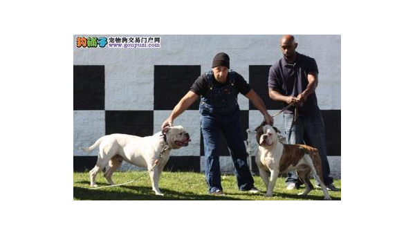 美国斗牛犬:忠诚护卫与家庭伙伴的完美结合