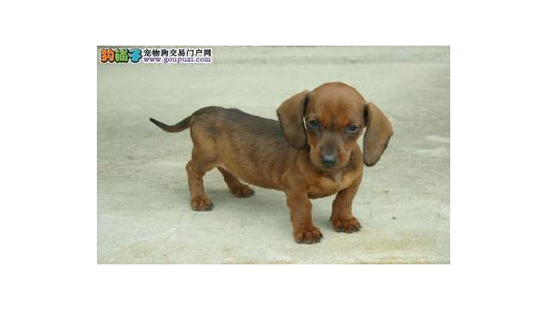 腊肠犬价格解析及选购指南