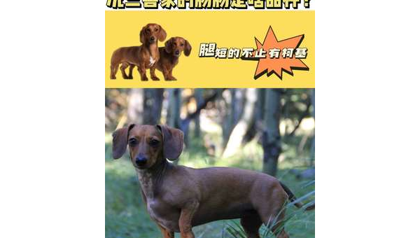 腊肠犬：短腿长身的可爱伴侣