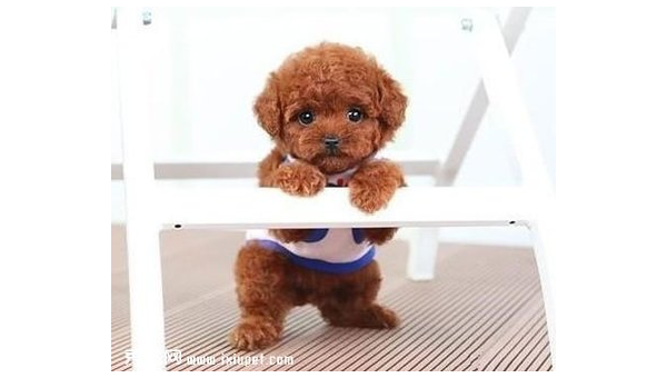 茶杯泰迪犬：娇小可爱的家庭伴侣