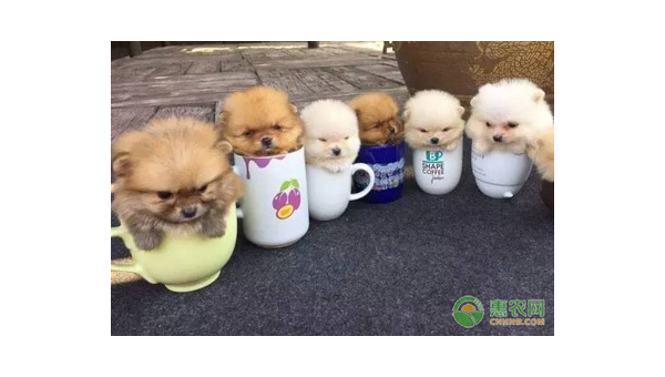 茶杯犬价格揭秘：多少钱一只？如何选购？