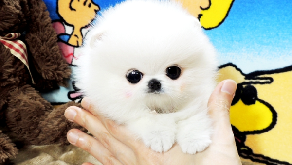 茶杯犬价格揭秘：多少钱一只？如何选购？