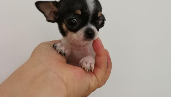 茶杯犬价格解析：选购指南与市场行情